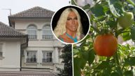 Na prostranoj terasi svoje vile od 2,5 miliona €, Karleuša uzgaja povrće: Pored petonija, raste paradajz