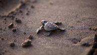 Sve izlegle morske kornjače na Floridi su ženke: Mužjaci su već bili u manjini, evo zašto ih je sve manje