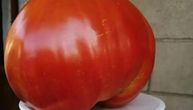 Volovsko srce od skoro 2 kg: Da li je Draganov paradajz srpski rekorder ove godine?