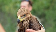Their numbers are scarily low, and they are Serbia's treasure: Bird protection society launches campaign