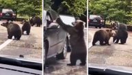 Baci pet: Turista hteo da pozdravi medveda, usledilo je nešto potpuno neočekivano