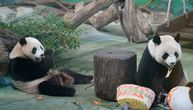 Džinovske pande proslavile 18. rođendan: Dobile su i tortu u Zoo vrtu u Tajpeju