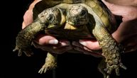 Najstarija dvoglava kornjača na svetu proslavila 25. rođendan: Na poklon dobila jestivo cveće