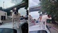 Ponovo snimljen pas koji se vozi na automobilu: Ovoga puta pozirao je i za fotke, ima šmekerske naočare
