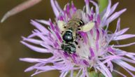 Divlje pčele obožavaju Beč: 3 razloga koja ga čine idealnim mestom za ove insekte