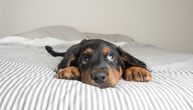 Pas je obavio malu nuždu na vašem krevetu? Evo kako da odstranite miris i fleke od urina