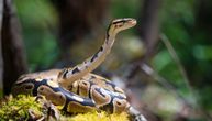 Naučnici utvrdili: Ženke zmija imaju klitorise