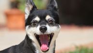 Istina ili slučajnost: Da li psi zaista umeju da se smeju?
