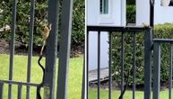 Žaba utekla iz čeljusti zmije: "Otrovnica" ostala bez ručka i bez samopoštovanja