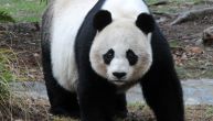Dečak skočio kod džinovske pande: Ispustio telefon dok je snimao životinje u zoo-vrtu, pa krenuo po njega