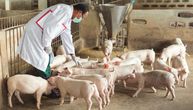 Lovački savez Srbije: EFSA saopštenje za javnost o afričkoj kugi svinja