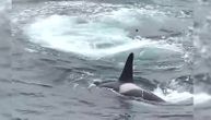 Orke lome santu leda da bi zarobile i ubile foku: Dramatičan snimak lova, ovu tehniku koristi samo 100 kitova