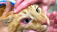 Konjuktivitis kod mačaka: Zbog čega nastaje “ružičasto oko”?