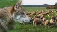 Vukovi zaklali više od 100 ovaca u selima kod Kraljeva: Danima prave pokolj, meštani u strahu čim padne mrak