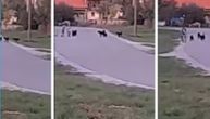 Čopor pasa napada dete dok vozi bicikl, vlasnik sedi i posmatra: Jeziv snimak iz Crne Bare kod Bogatića