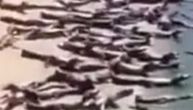 Pojavio se snimak hiljade krokodila koji su zaposeli plažu u Brazilu: Evo šta je prava istina
