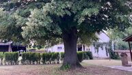 "Kuću dajem, lipu ne dam": Drvo staro 100 godina voli ceo komšiluk, simbol je ulice u Salašu Noćajskom