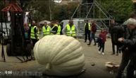 Giant pumpkin breaks record in Kikinda: It was watered with 600 liters each day and weighs as much as 3 boars