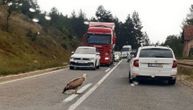 Orao zatekao vozače na magistrali kod Nove Varoši: Jadna ptica nepomično stajala i gledala u vozila koja jure