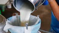 Za godinu dana zatvoreno 120 farmi mleka: Ogromni troškovi i preniska cena uzeli danak