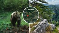 Medvedi s Tare mogu upasti u ovih 29 mesta: Prelaze čak 100 kilometara, meštani, budite na oprezu