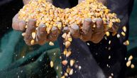 Mali promet robe na Produktnoj berzi: Cena kukuruza pala na 32,5 dinara za kilogram