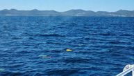 Ribari u Jadranu ulovili tunu koju su izgrizli morski psi: Čak 70 posto jadranskih vrsta ugroženo