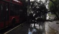 Nevreme u Beogradu obaralo drveće: Krošnje padale po ulici, jedna se srušila na trolejbus
