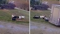 Koze se prevrnule od straha: Kamion ih uplašio pa se pravile da su mrtve