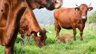 Dirljivo: Nemačke krave usvojile divlje prase