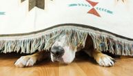 "Barem neće ništa da ukrade": Pas na Dorćolu spava u prodavnici, sve nadzire, ali nikoga ne dira