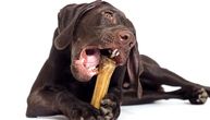 Saveti za vlasnike: Koje glodalice, žvakalice i ostale “zubne” zanimacije su najbolje za vašeg psa?