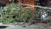 Užas u Nišu: Drvo palo na dečaka, vozilom hitne pomoći prevezen u Klinički centar