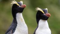 Bizarno ponašanje novozelandskih pingvina: Zašto budući roditelji odbacuju "prvenče"?