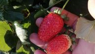 Čudo u Topoli: Rodile jagode, sočne kao usred proleća