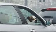 Ovaj pas baš uživa na Novom Beogradu: Vozi se automobilom po lepom vremenu i nosi šmekerske naočare