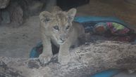 Sada je veliki "mačak", ima čak i svoje igračke ali ne i ime: "Zaplenjeni" lavić miljenik u Zoo-vrtu na Paliću