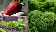Spisak "otrovnog" voća i povrća: U njima ima najviše pesticida, jedete ih svaki dan