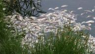 Masovni pomor ribe u Drini: Ribolovci svedoče šteti kakve nije bilo 20 godina, voda zatrovana