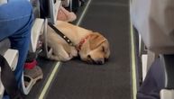 Stujardesa podelila divan video: Pas mirno spava u avionu pored vlasnika
