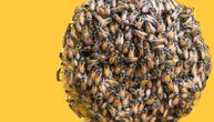Nova naučna studija otkriva: Veliki rojevi pčela utiču na promenu vremenskih prilika!