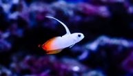 Vatreni gobi: Morska ribica sa perajem za “zaključavanje”