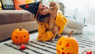 Saopštenje RSPCA: Ne oblačite kućnim ljubimcima “Halloween” kostime!