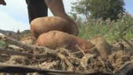 Uvozni krompir označe kao "ivanjički": Kako da znate da li je pravi? Dobrivoje objašnjava cake