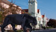 Official warning issued: Black panther is at Apatin, northern Serbia, take care of yourself, your loved ones