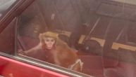 Vozi se na zadnjem sedištu kao prava beba: Majmunče sa Novog Beograda rastopilo srca, nosi čak i pelenu
