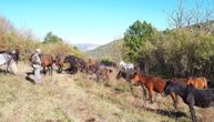 Zoran jedini u ovom kraju Srbije čuva krdo poludivljih konja: Celu godinu provode na livadi