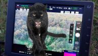 "It's a fat cat, not a panther": Head of Provincial Inspection tells Telegraf about the search for the beast