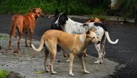 Lozničani muče muku sa psima lutalicama: Za godinu dana zabeleženo 270 ujeda