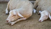 "Pogledajte rep od ovce": Psi lutalice ubijaju stoku Muzarefu na Pešteri, on ne zna šta će, strahuje i za decu